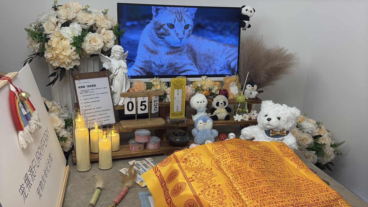 猫临终的征兆